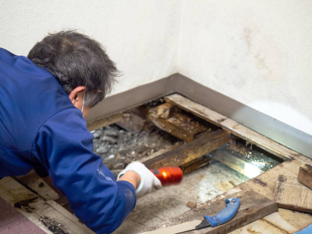 Best Local Mold Removal Service  in Springtown, TX