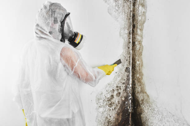 Best Mold Removal Company Near Me  in Springtown, TX