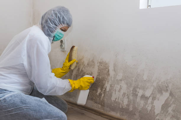 Best Attic Mold Removal  in Springtown, TX