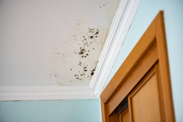 Best Emergency Mold Removal  in Springtown, TX