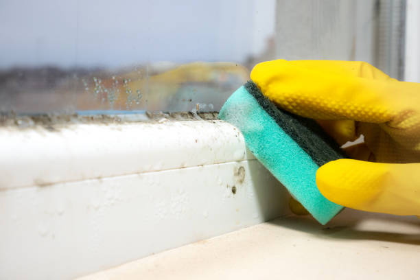 Best Local Mold Removal Service  in Springtown, TX