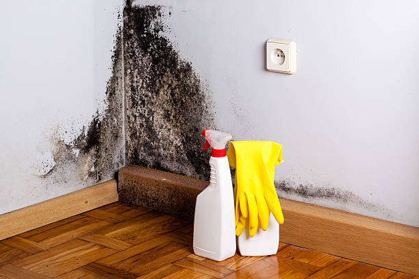 Reliable Springtown, TX Mold Removal Solutions