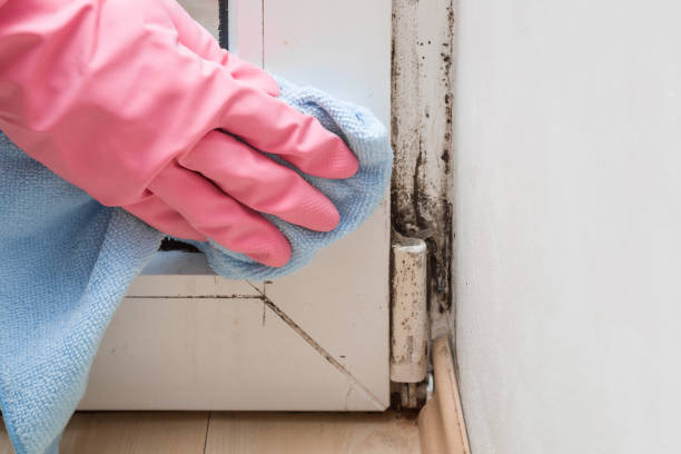 Mold Removal and Inspection in Springtown, TX