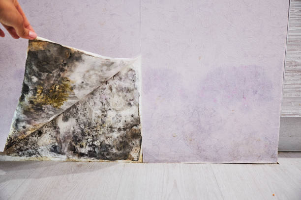 Best Certified Mold Removal  in Springtown, TX